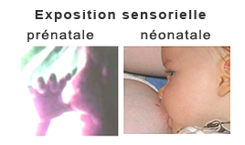 Exposition sensorielle